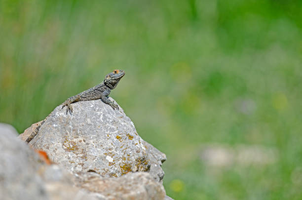 istock Grey hardun lizard (Laudakia stellio) sunbathing on a rock in its natural habitat. 2084580886