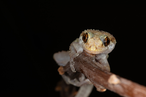 Close-up of Hemidactylus turcicus on a branch .
