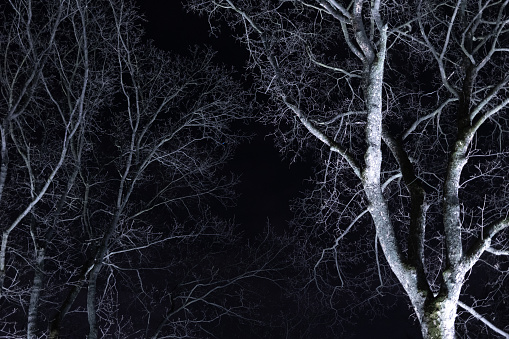 Treetops at Night, Trees, Light, Night