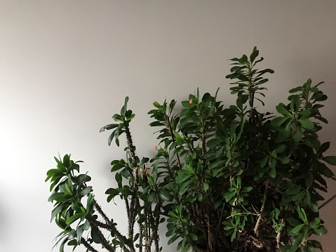 Houseplant in front of the wall background with copy space