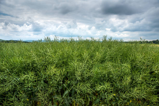istock winter rapeseed in seed pods ripening in a field with storm clouds 2084591868