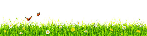 istock Grass banner with flowers and butterflies on isolated background. Spring border or summer background for natural style illustration. Lawn or meadow banner for Easter, gardening or floral poster. 2084599425
