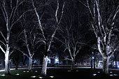 Treetops at Night, Trees, Light