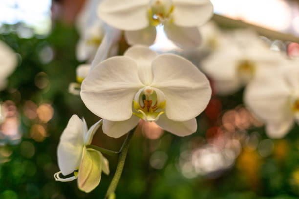 Close Up Macro Shot of Exotic Orchids - White Color Variety
