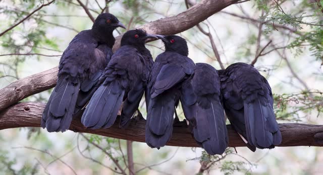 Footage of White-winged Chough, Australia