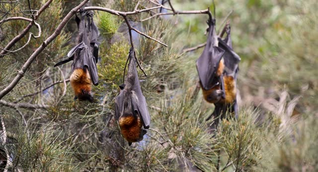 Footage of Grey-headed Flying Fox, Australia