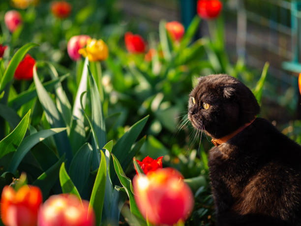 cat admires red tulips in the garden