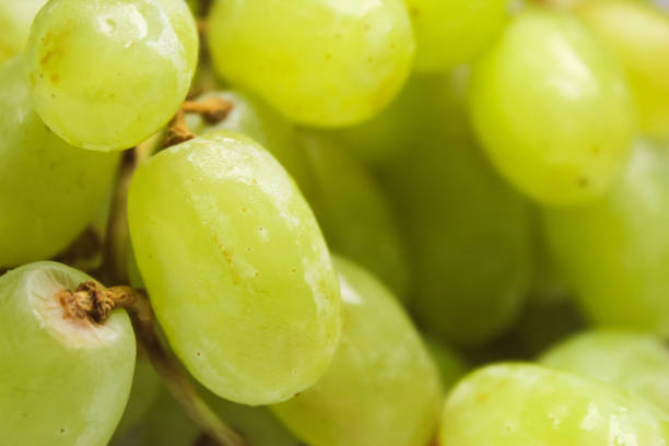 close up of green grapes with water