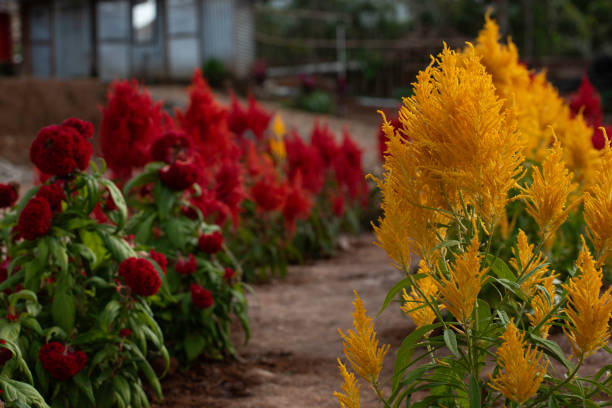 Yellow celosia