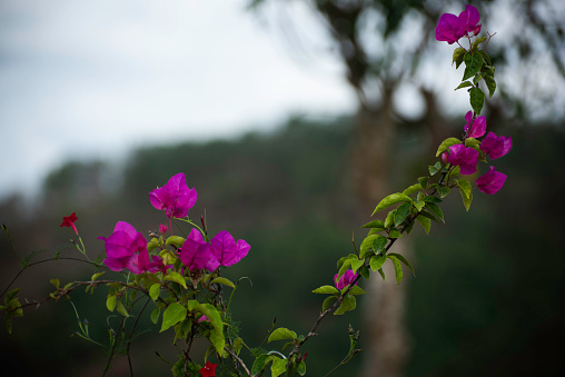 Bougainvillea flower is common plant in Indonesia as houseplant use for home landscape