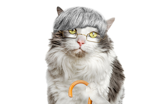 Domestic tabby cat with eyeglasses on a white background.