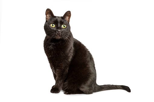 A handsome 11 year old black cat sitting, isolated on a black background.