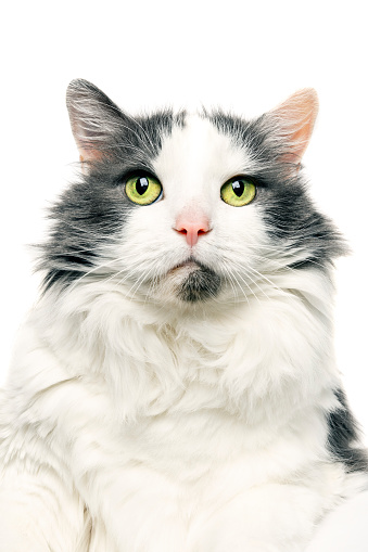 A close up portrait of a longhair white and gray cat looking up.