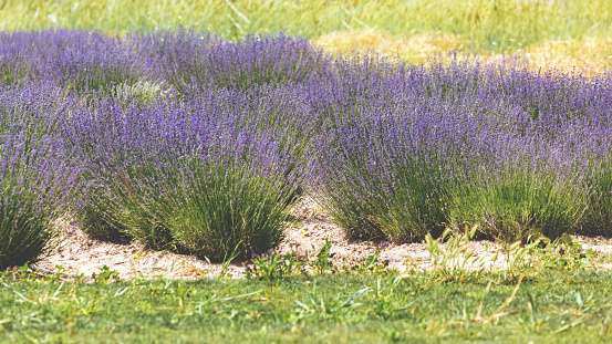 Lavender fields bloom in vibrant purple hues, basking in sunlight. Goreme, Nevsehir, Turkiye (Turkey)