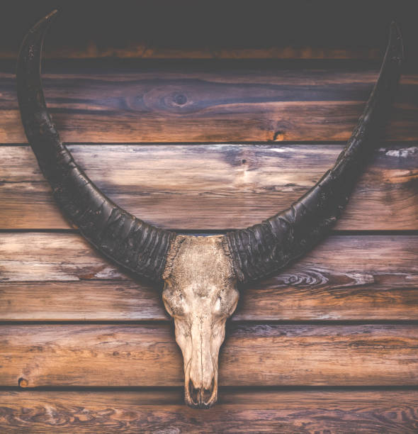 istock Log Cabin Cow Skull And Horns 2084733644