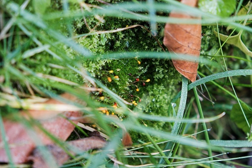 Green moss reproduction close up macro