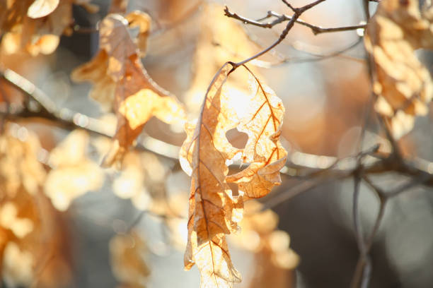 Natural sunny background, closeup red oak tree branch in a sunlight, New England, US
