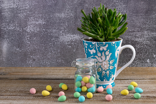 Beautiful blue floral cup with succulent plant (crassula ovata (mill.) druce) on the wooden brown table and glass jar with Easter chocolate colorful egg-shape candies.