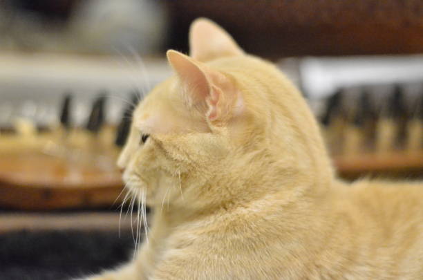 Cats portrait with Arabic zither Qanun or kanun