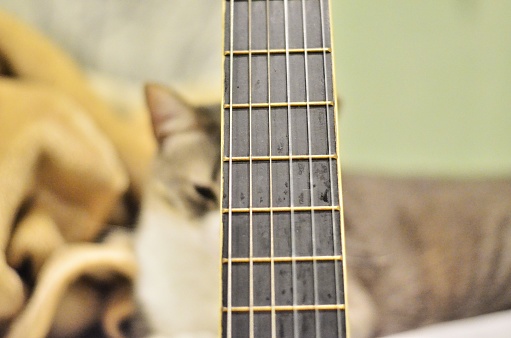 Cat portrait with Guitar
