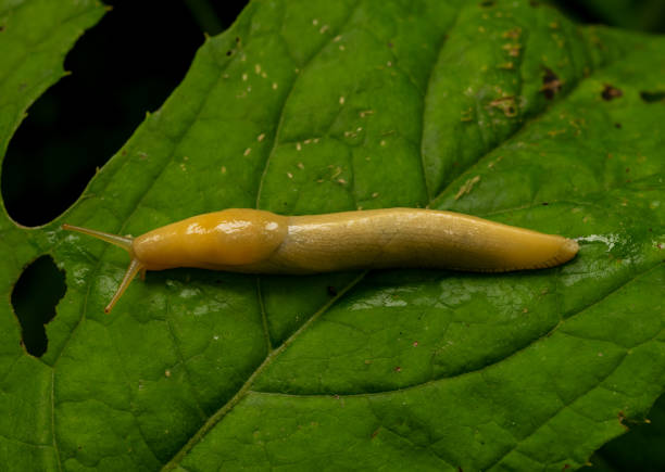 istock Banana Slug Stretches out Across Giant Leaf 2084877596
