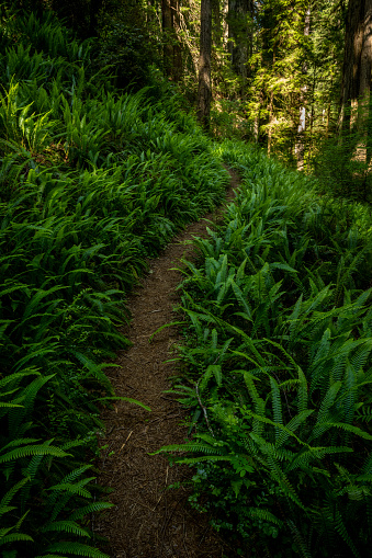 Narrow Trail Passes Through Bright Green Ferns in Redwood National Park