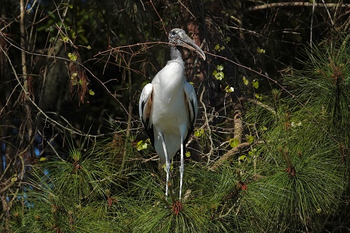 Wood stork displaying broken branch to build it’s nest at Cypress Wetlands in South Carolina.