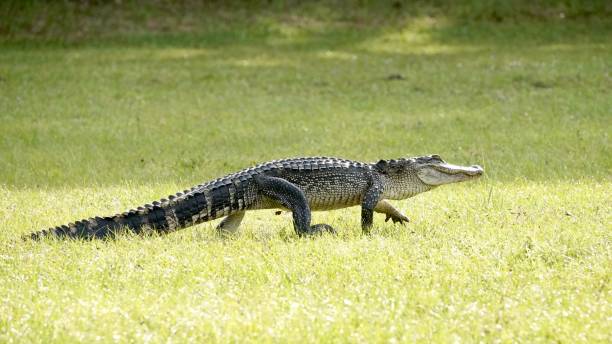 Alligator swimming, Everglades National Park, Florida, USA.