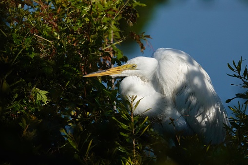 Great Egret perched amongst the green foliage in the bright morning sunlight at Pinckney Island Wildlife Refuge on Hilton Head Island.