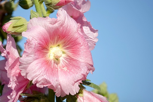 Pink Hollyhock in the morning sunlight. Blue skies provide the background on Hilton Head Island.