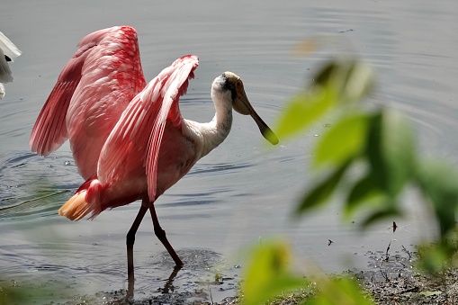 Roseate spoonbill preening at the water’s edge at Cypress Wetlands in Port Royal, SC.