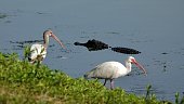 Two White Ibis and an Alligator