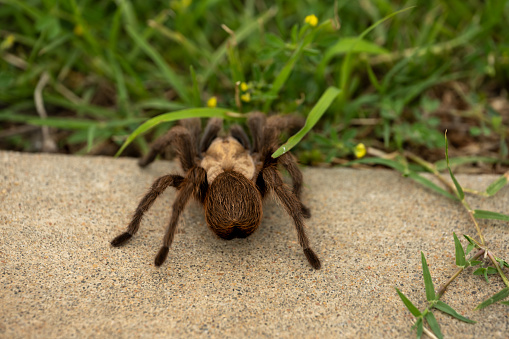 Tarantula Walks Across Sidewalk And Into Grass in Oklahoma