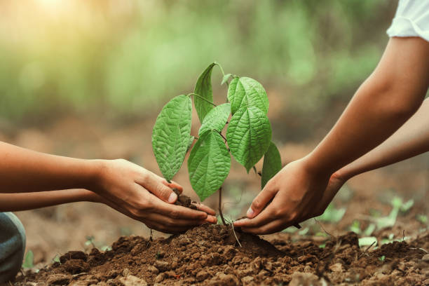 Two people are planting a tree together Two people are planting a tree together. Concept of teamwork and cooperation as they work together to nurture the young plant. The act of planting a tree symbolizes growth, renewal planting stock pictures, royalty-free photos & images