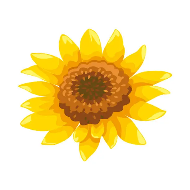 Vector illustration of Vector sunflower vector illustration