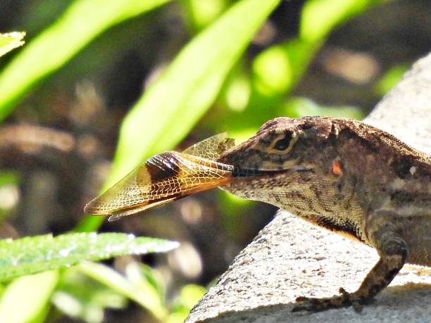 Brown Anole - profile, portrait