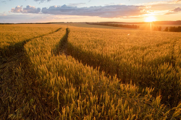 istock Tractor tracks in a wheat field 2084985736