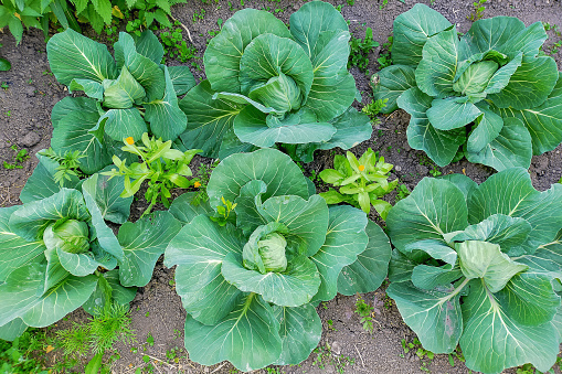 A bed of growing young white cabbage variety, between which calendula plants are planted, which repels many cabbage pests. Natural Protective Barriers for Agricultural Parasites.