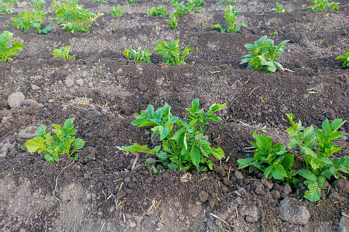 Rows of planted potatoes, immediately after hilling. In hot weather, during a dry period without rain, hilling helps to retain moisture inside the soil by breaking down channels of water evaporation.