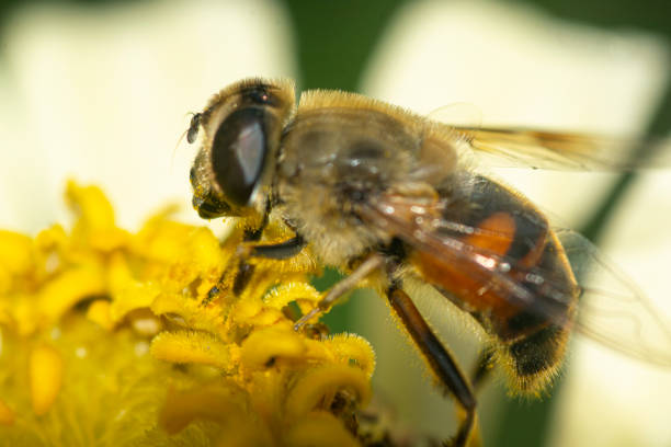 Honeybee perched on a yellow flower