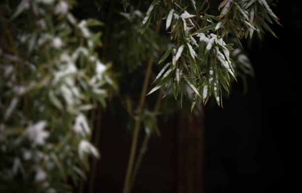 Closeup of bamboo plants with snow