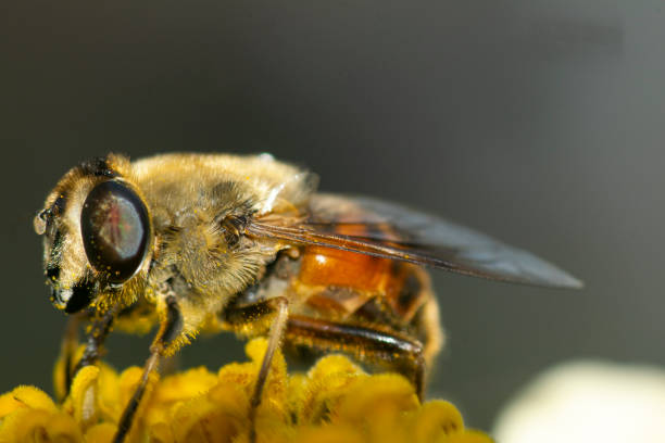 istock Honeybee perched on a yellow flower 2085012151