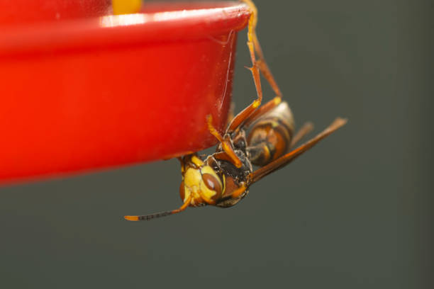 Hornet