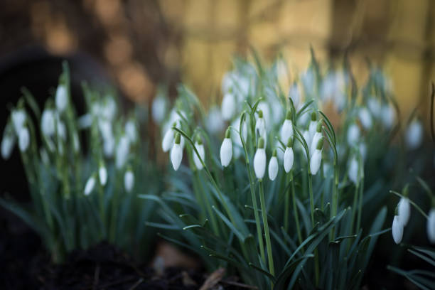 istock White blooming snowdrops in the spring garden bed 2085054979