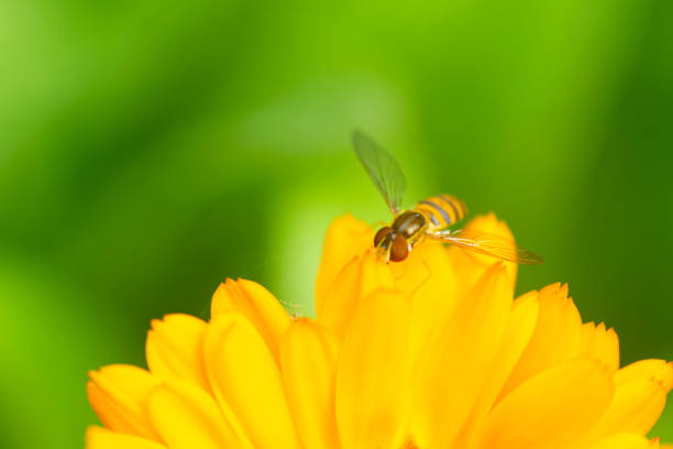 Fruit fly perched on a marigold flower , in the garden