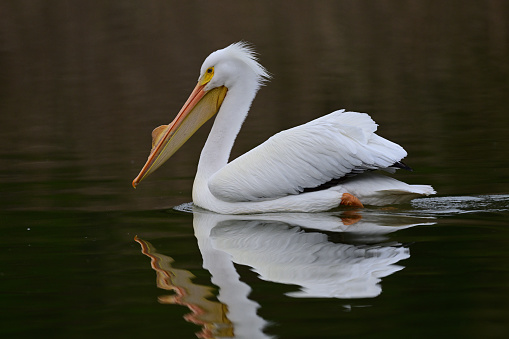 American white pelican swimming in a lake