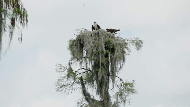 Osprey flying into nest and flying away.