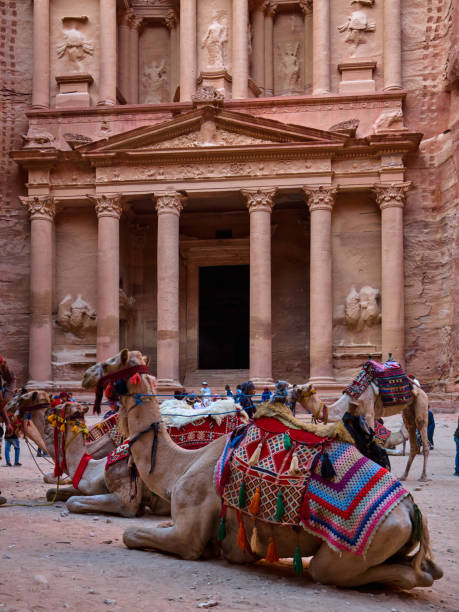 Ultra High Res Photo Camel in front of Al-Khazneh, The Treasury, Petra Petra, Jordan. September, 2023. View of "the Treasury" Al-Khazneh in Petra, Jordan with a group of camels in front. raiders of the lost ark stock pictures, royalty-free photos & images