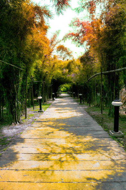istock Bamboo garden with minimal walkway in public park 2085088893