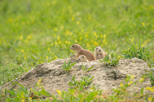 Black-tailed priarie dogs seen at Theodore Roosevelt National Park, North Dakota, USA